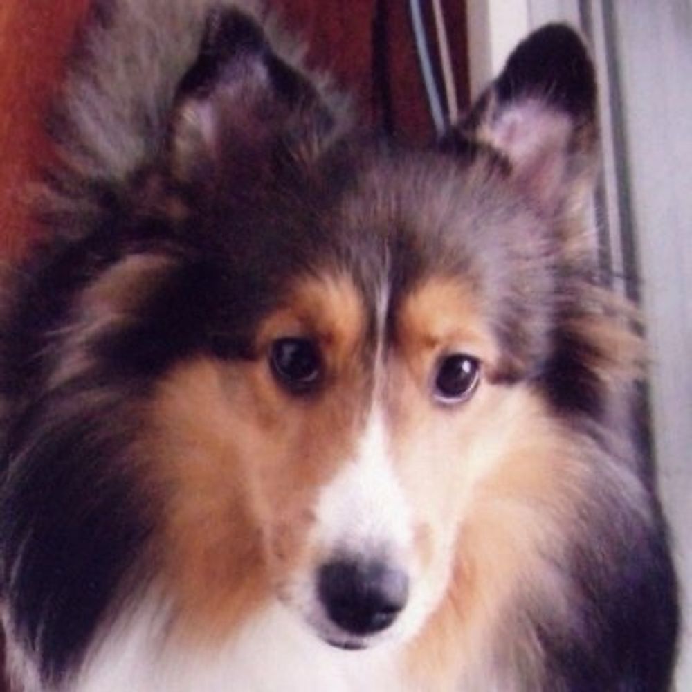 犬