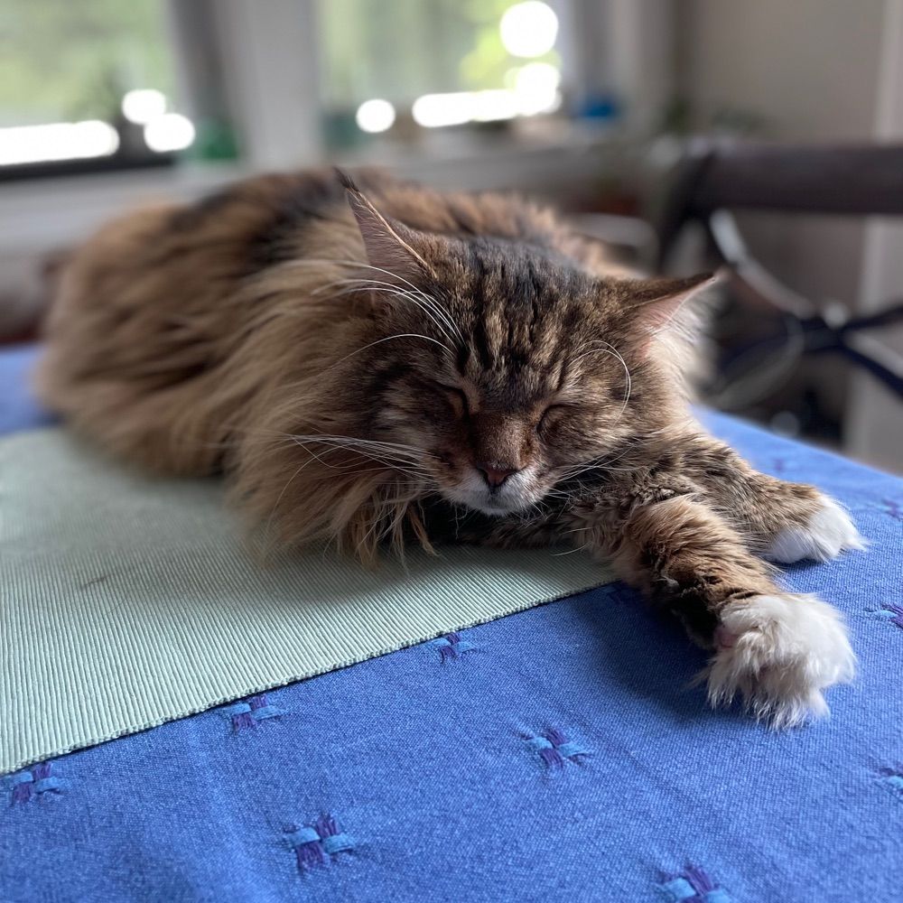 Kitcatalicious 