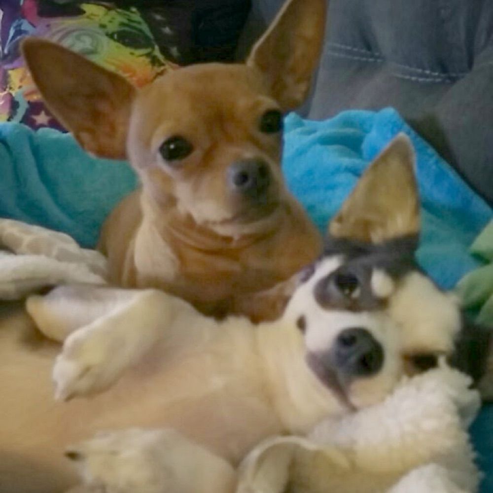 2SassyChihuahuas
