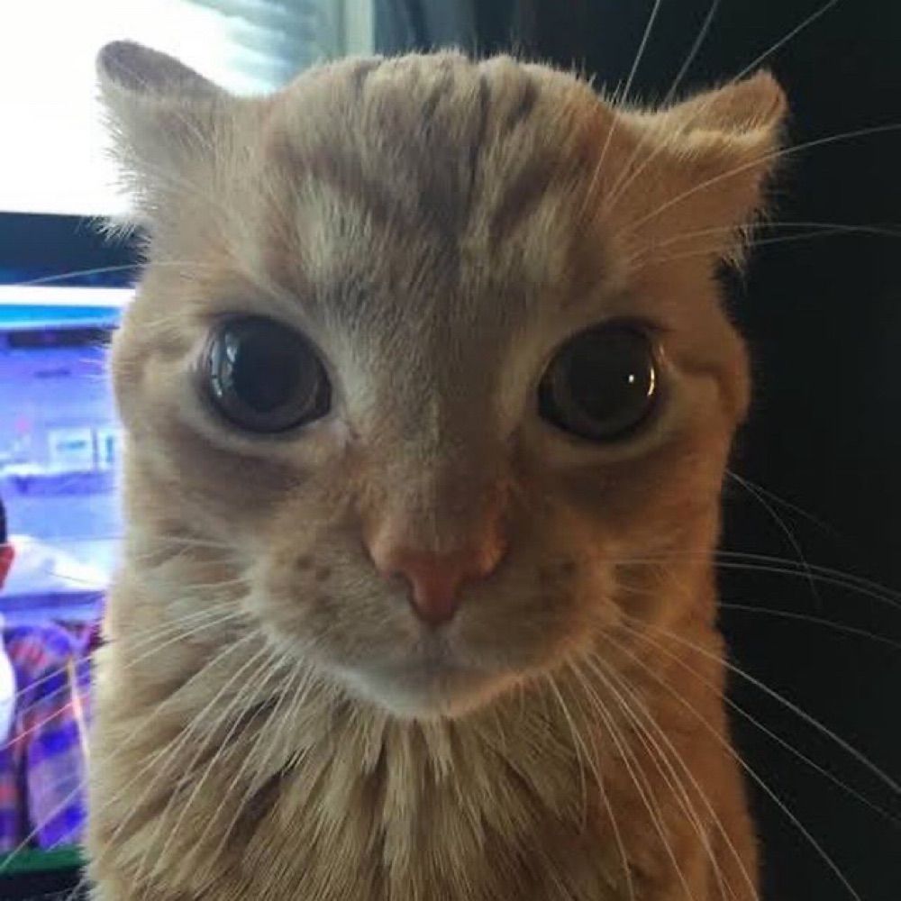 Who??