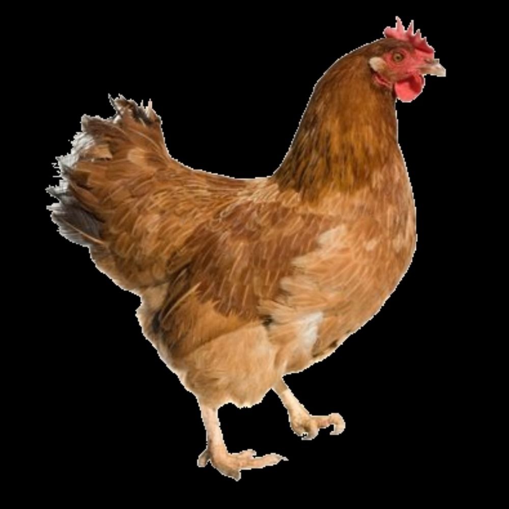 chickenpacifism