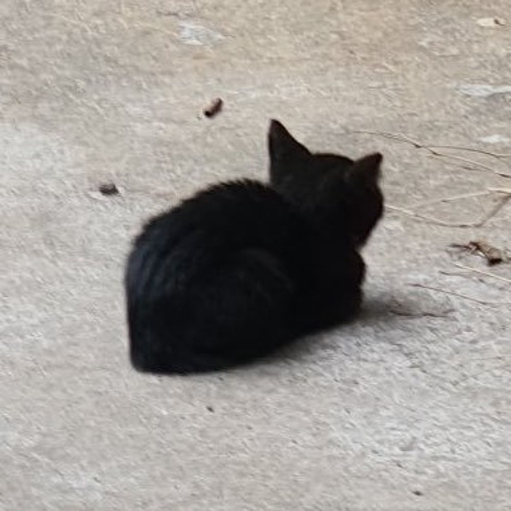 연유 YönYü  🐈‍⬛️🎐