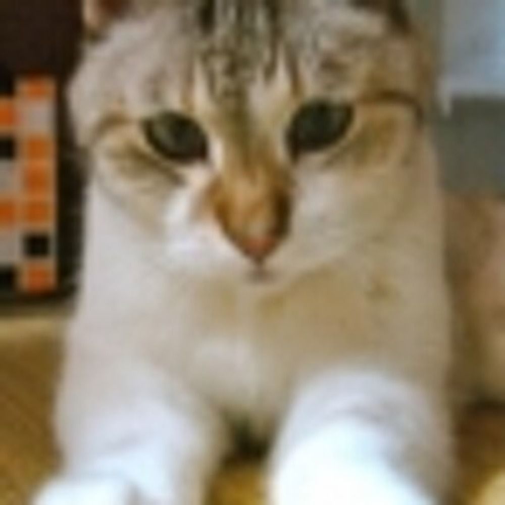 kuni (KUNI-NET元しそぺ)