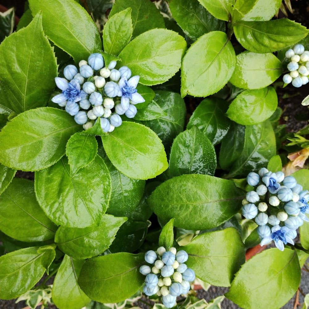 満月亭Ｂランチ
