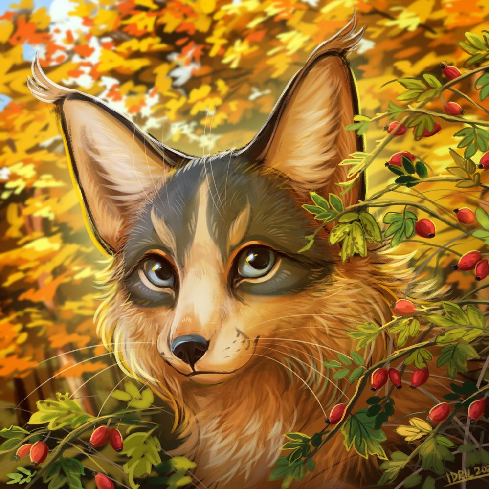 Idrilfox