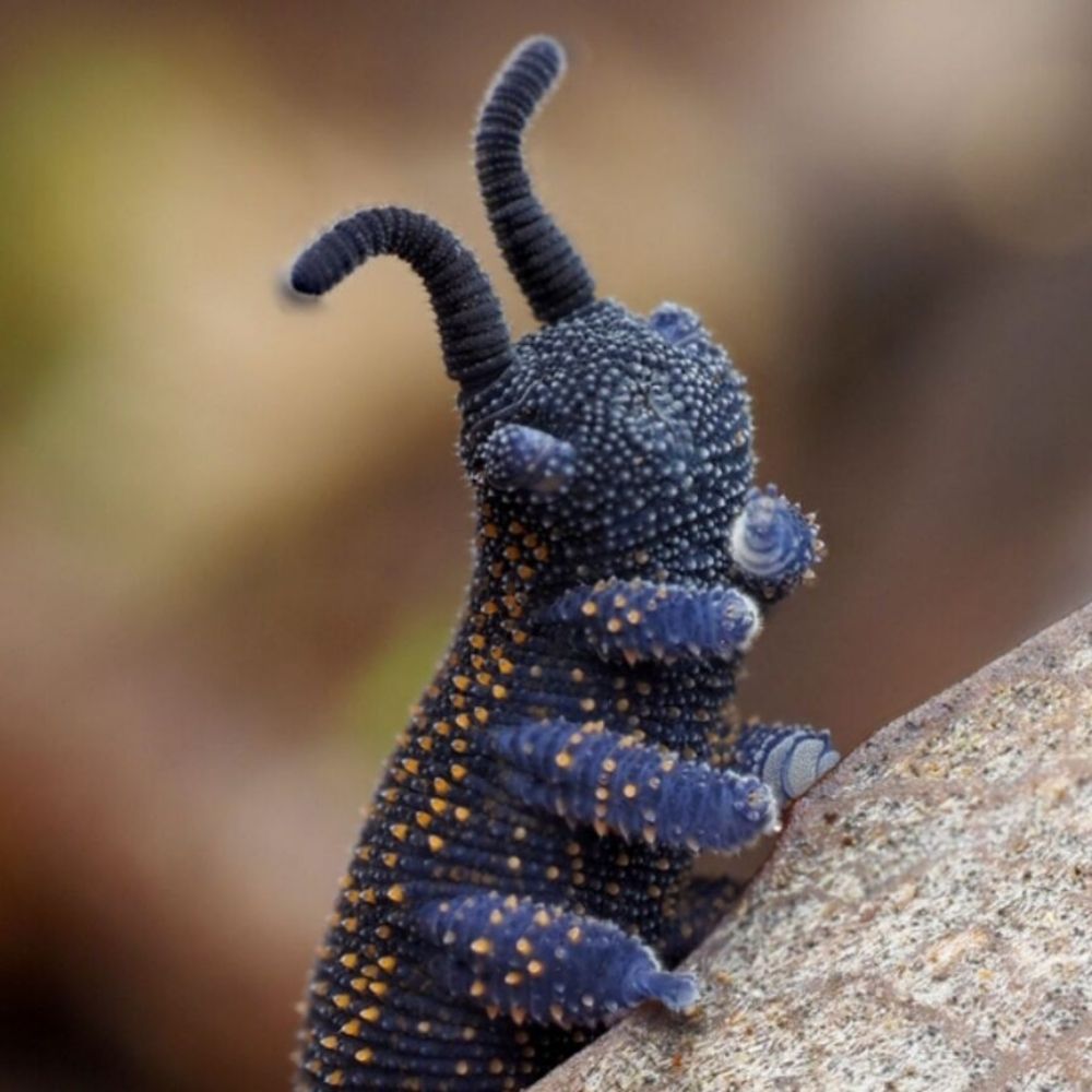 One nice bug posted daily!
