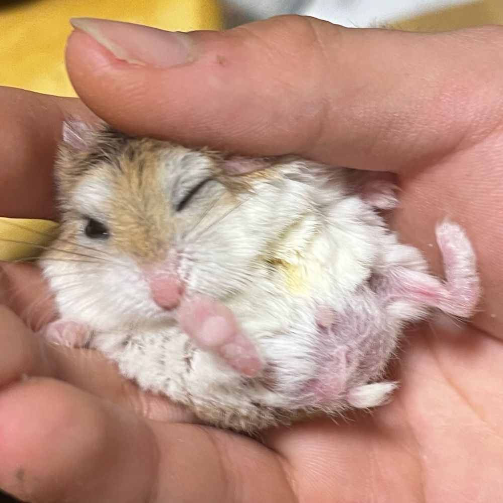 けけ
