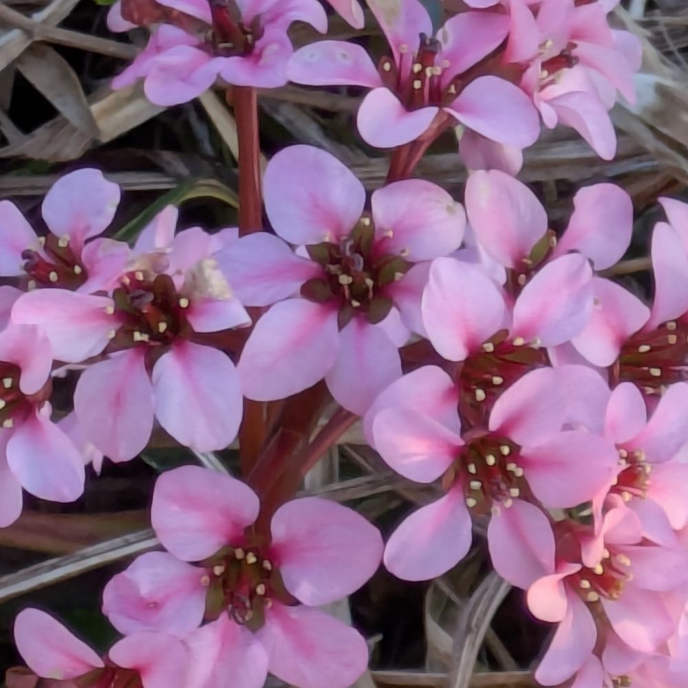 torutorune.bsky.social