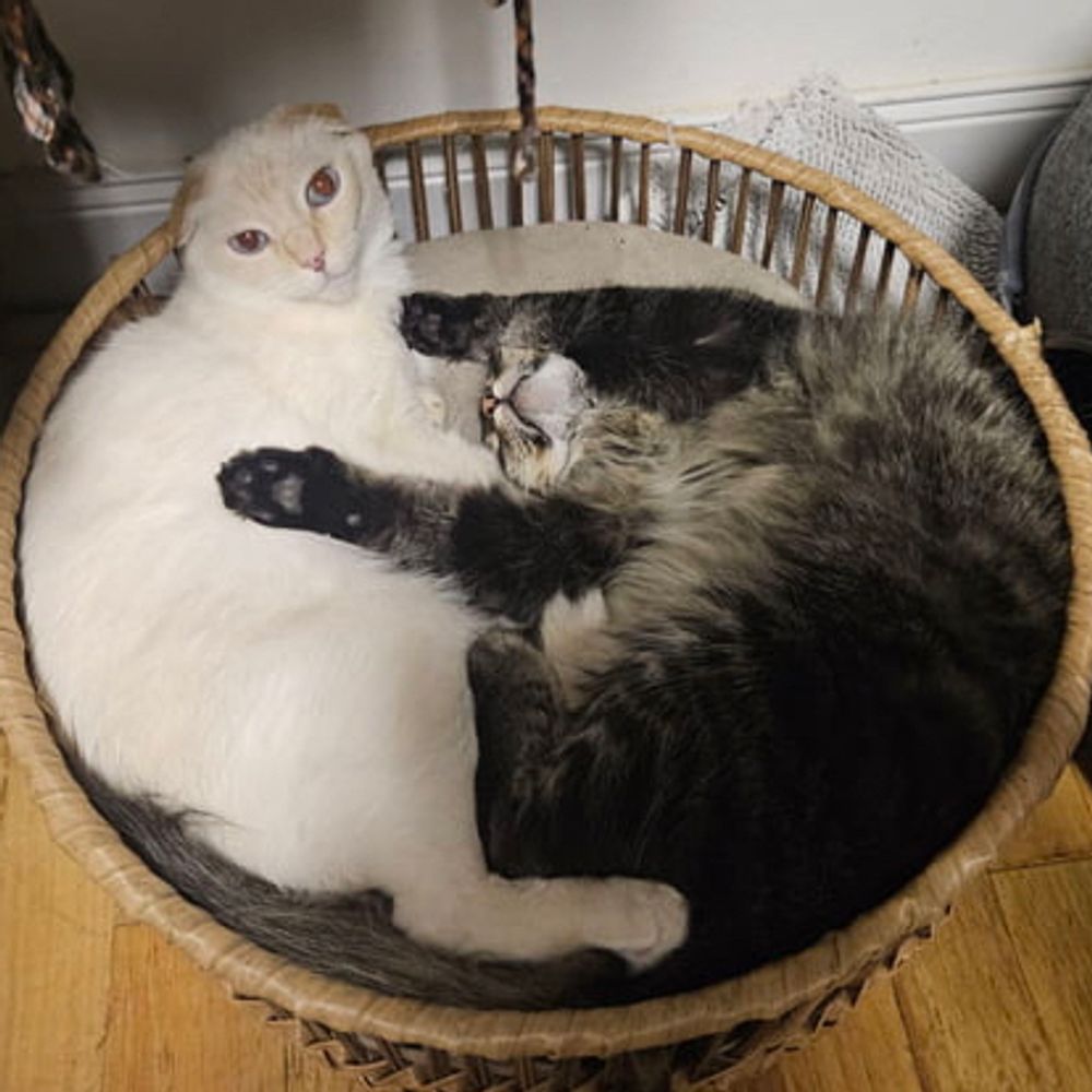 Cute animals