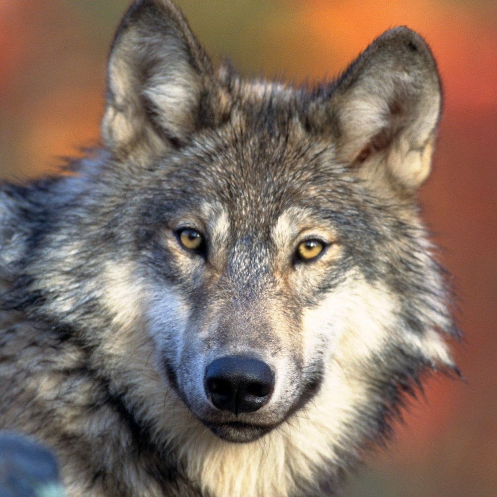 Greywulf