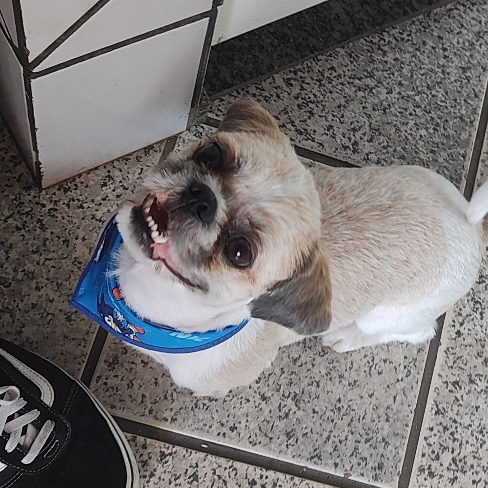 Cão de diamante 