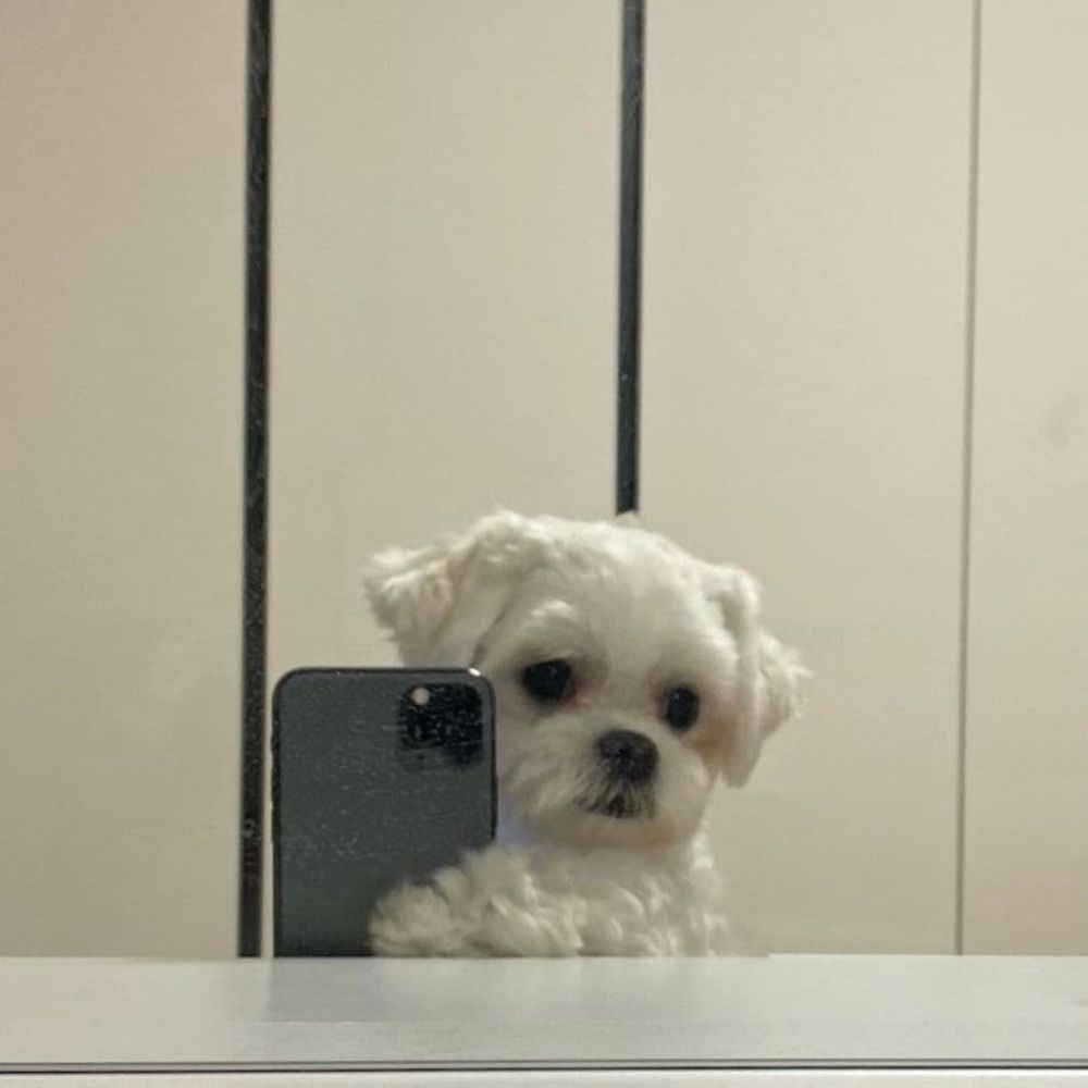 puganinha