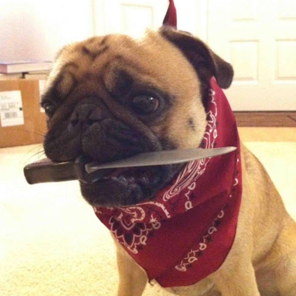 Notorious PUG's avatar