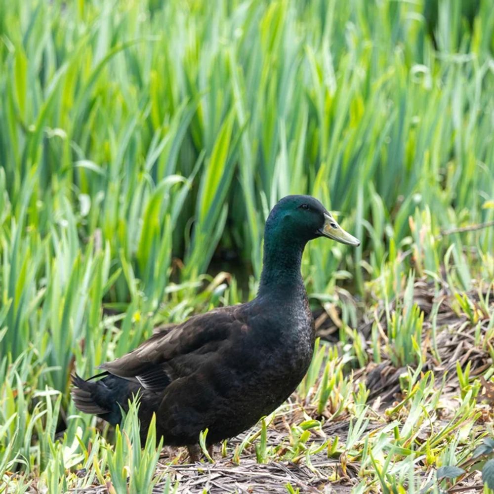 duck-website