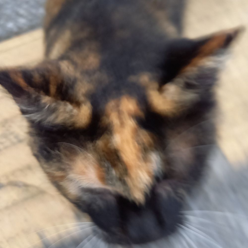 白あづき🌸