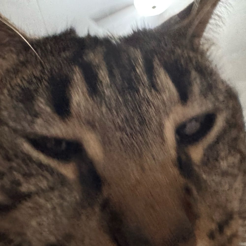 goddex