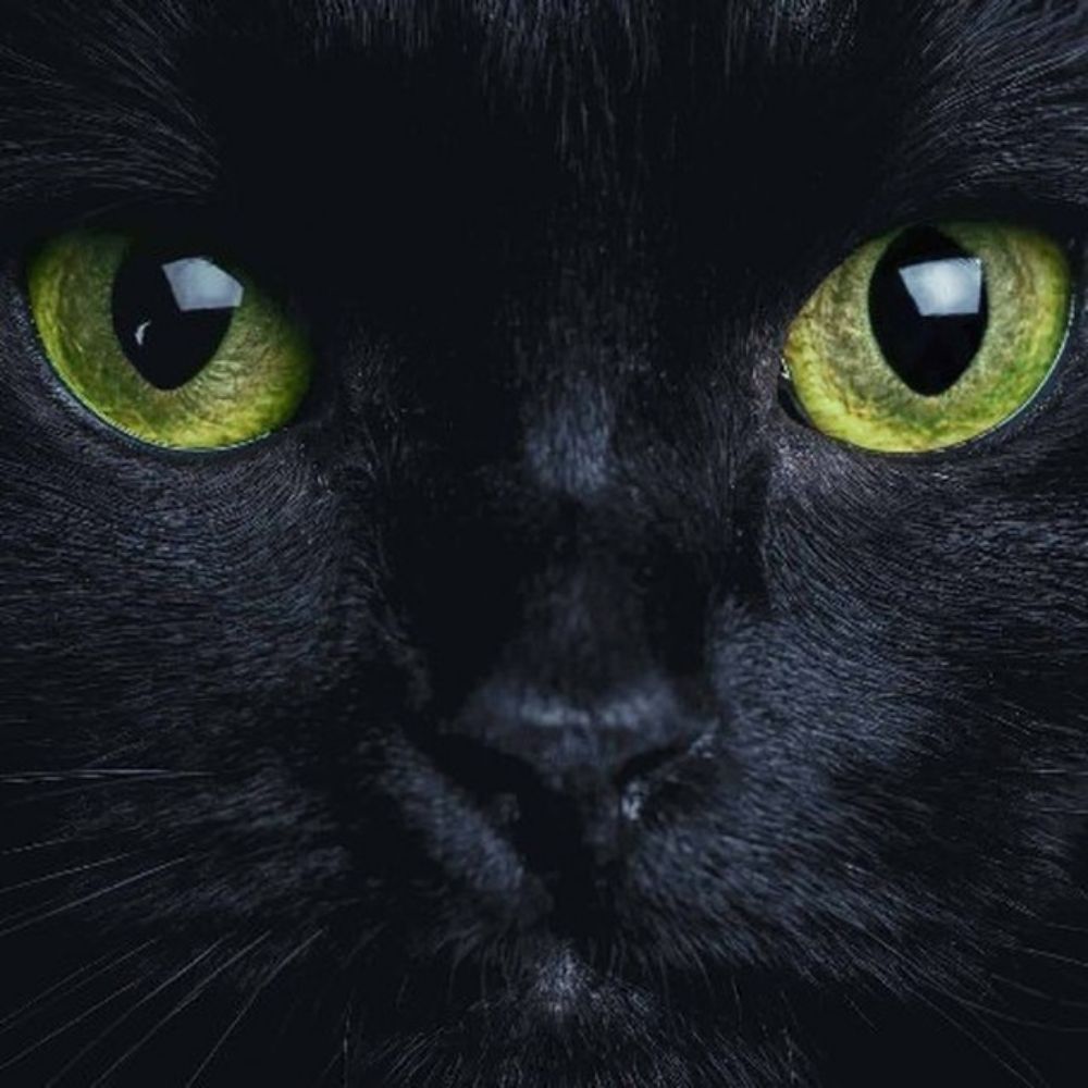 Black Cat