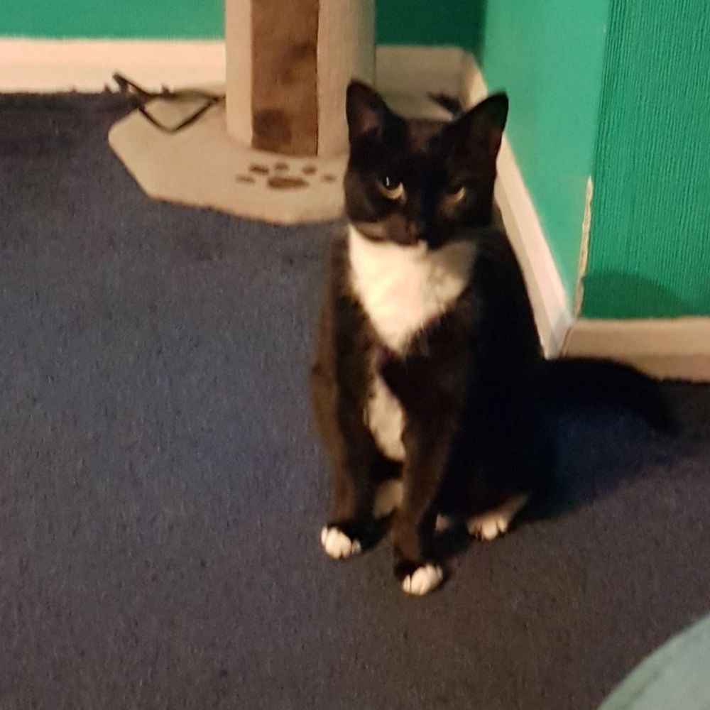 Lulu