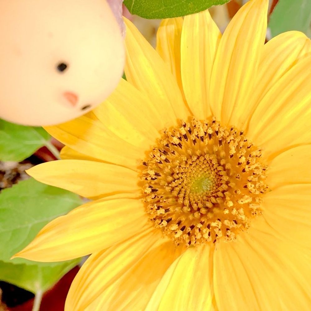 🐥