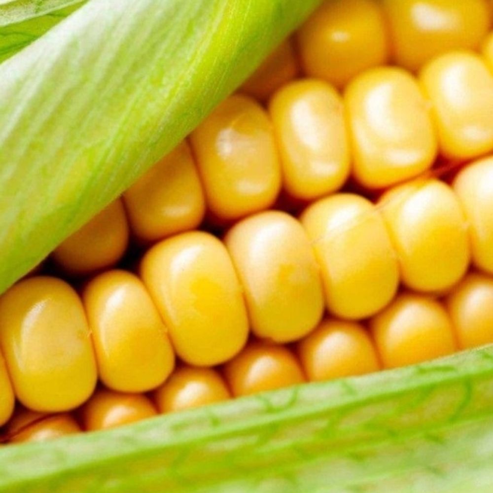 ilikecorn.bsky.social on Bluesky