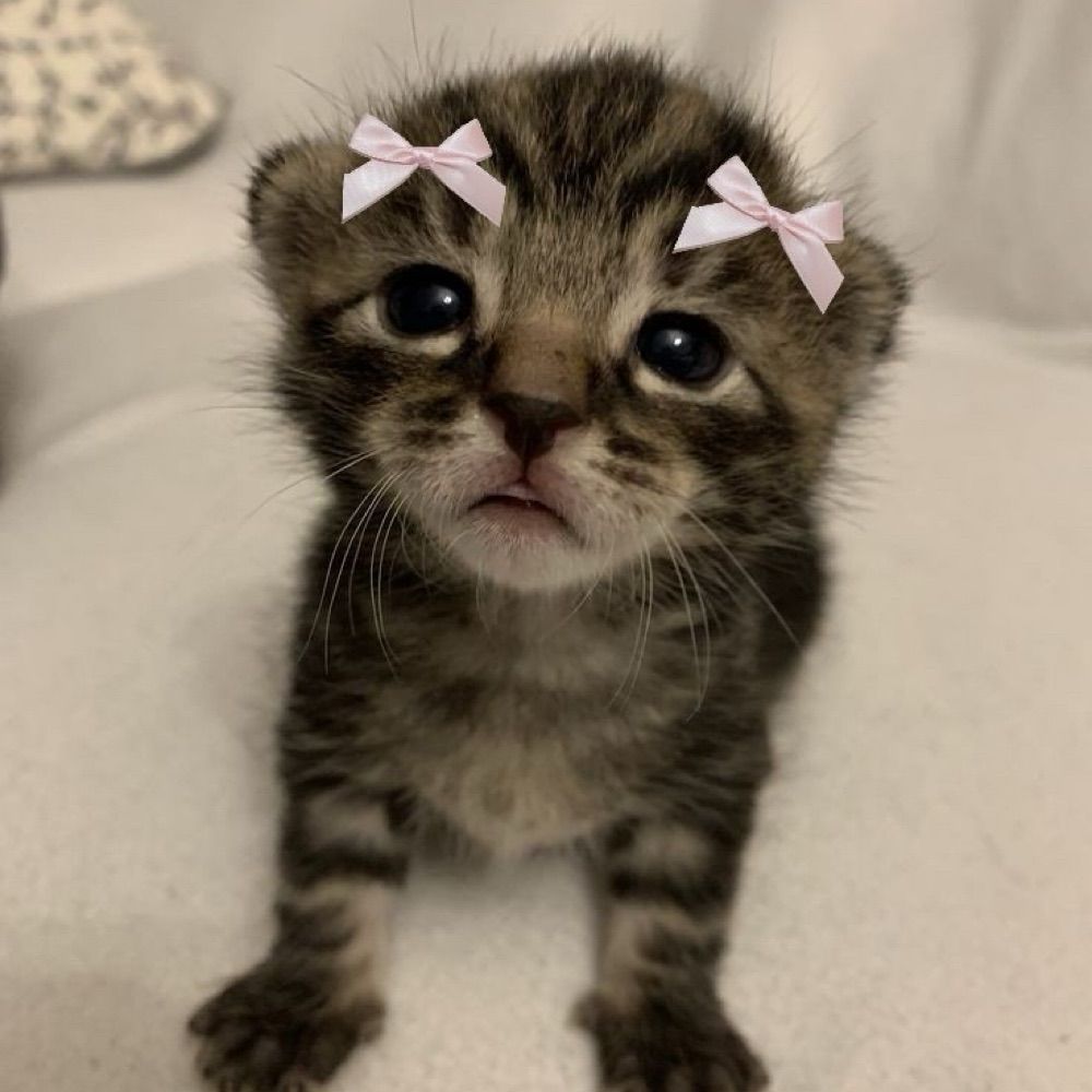 Caitlyn 🐈‍⬛