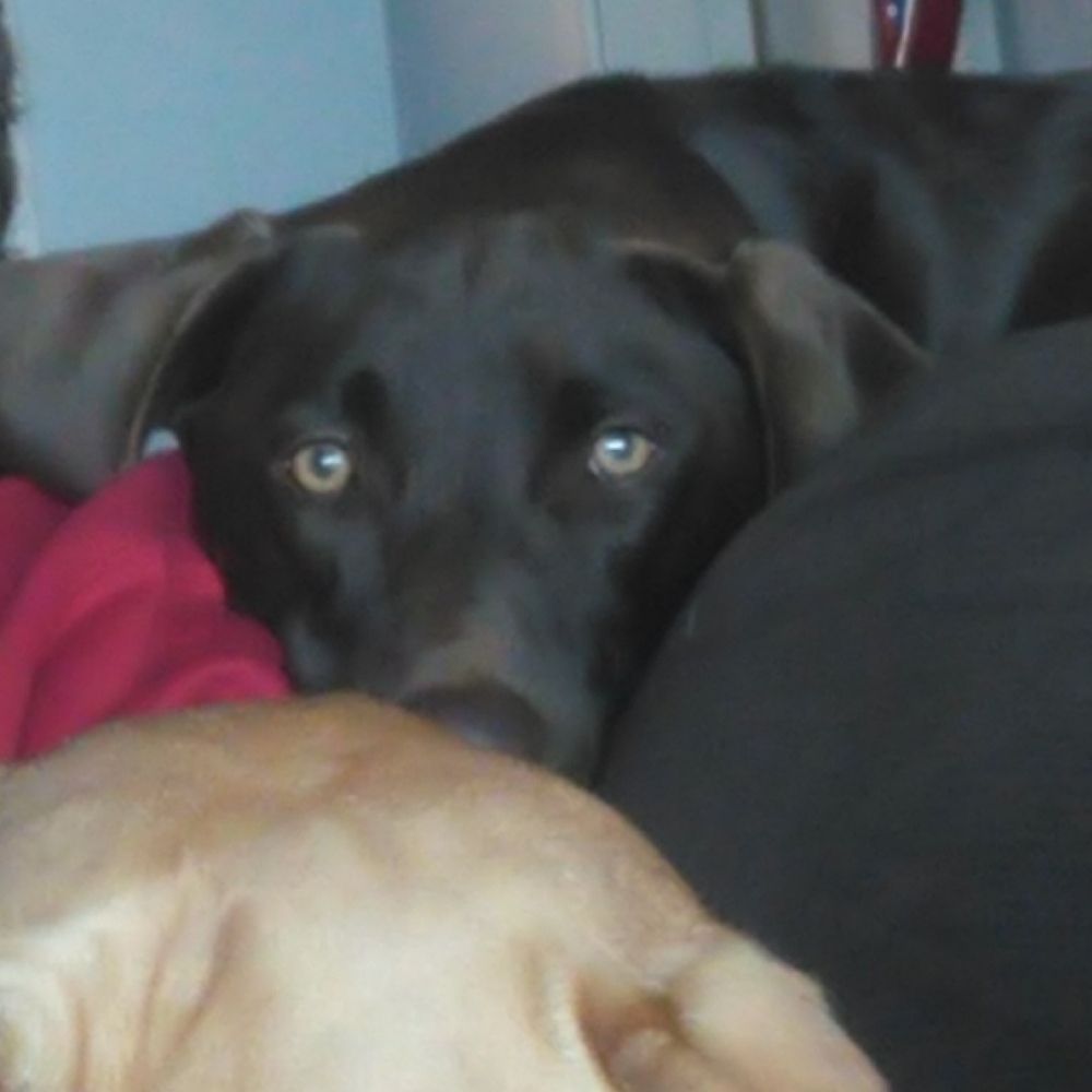Mariposa the Chocolate Lab