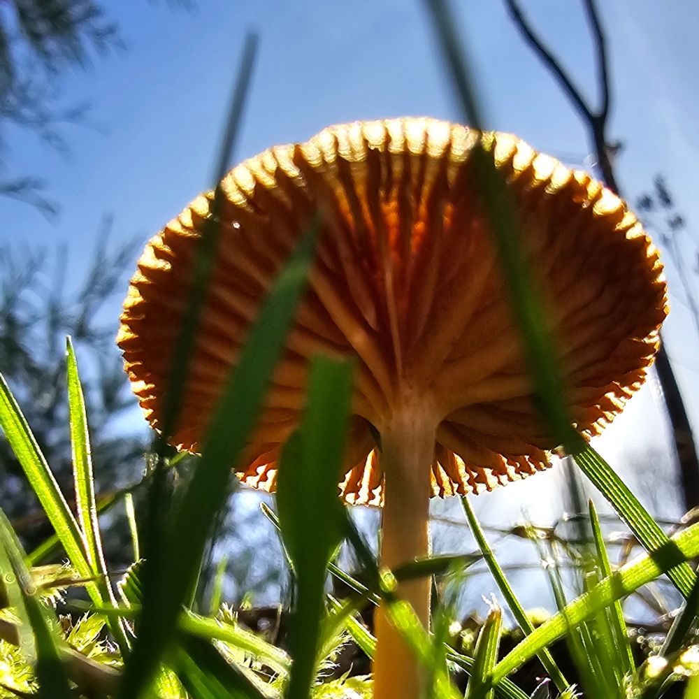 ShroomShot Productions