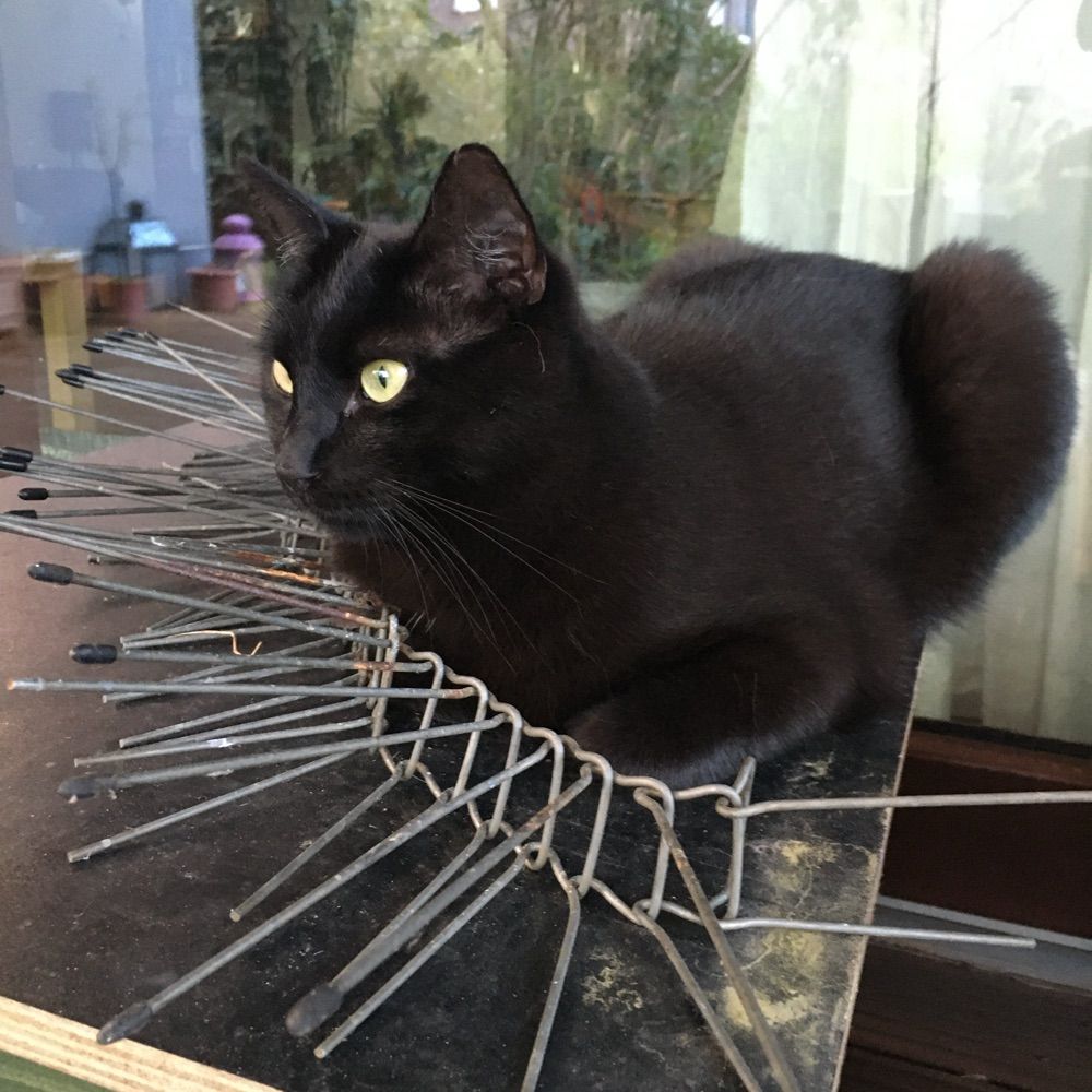 dial808catastrophy.bsky.social