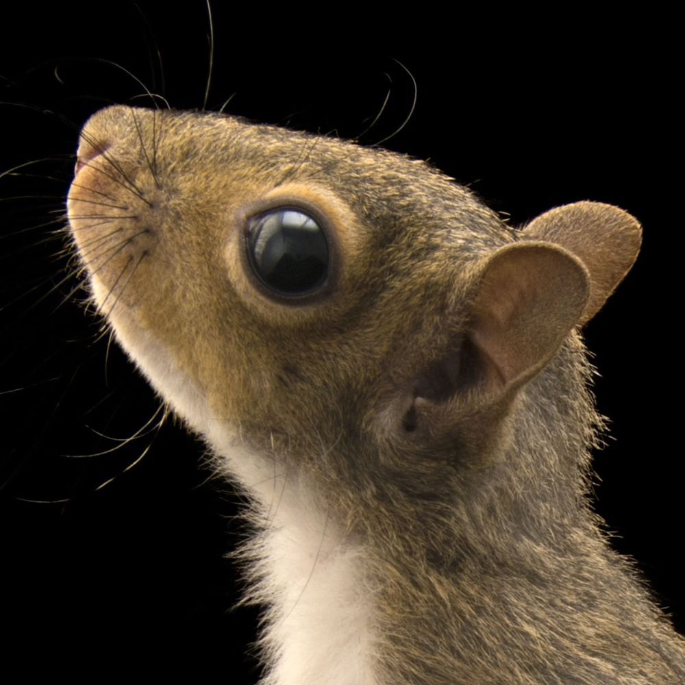 Twitchy Squirrel