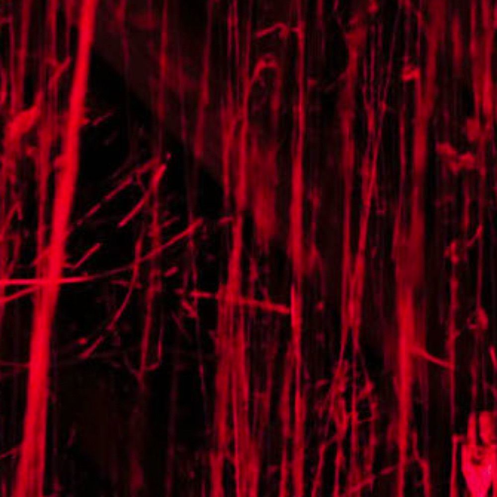 Bloodvine