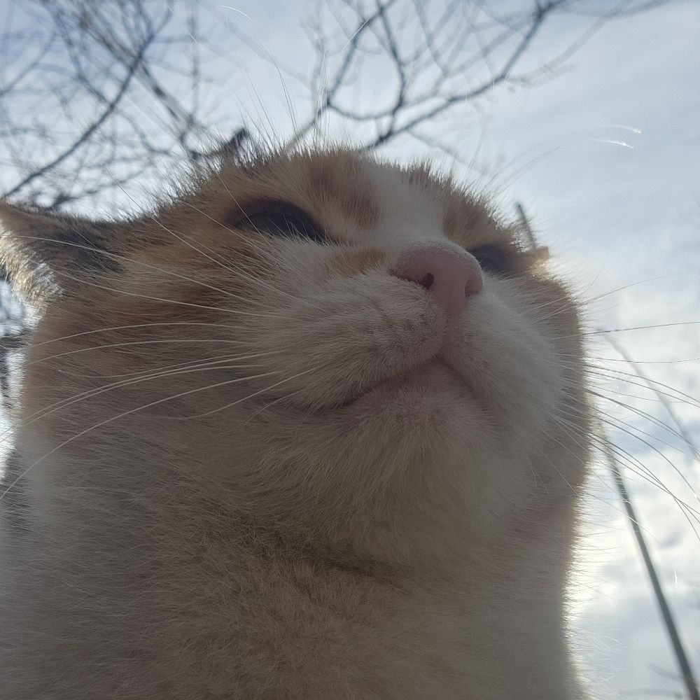 meow?