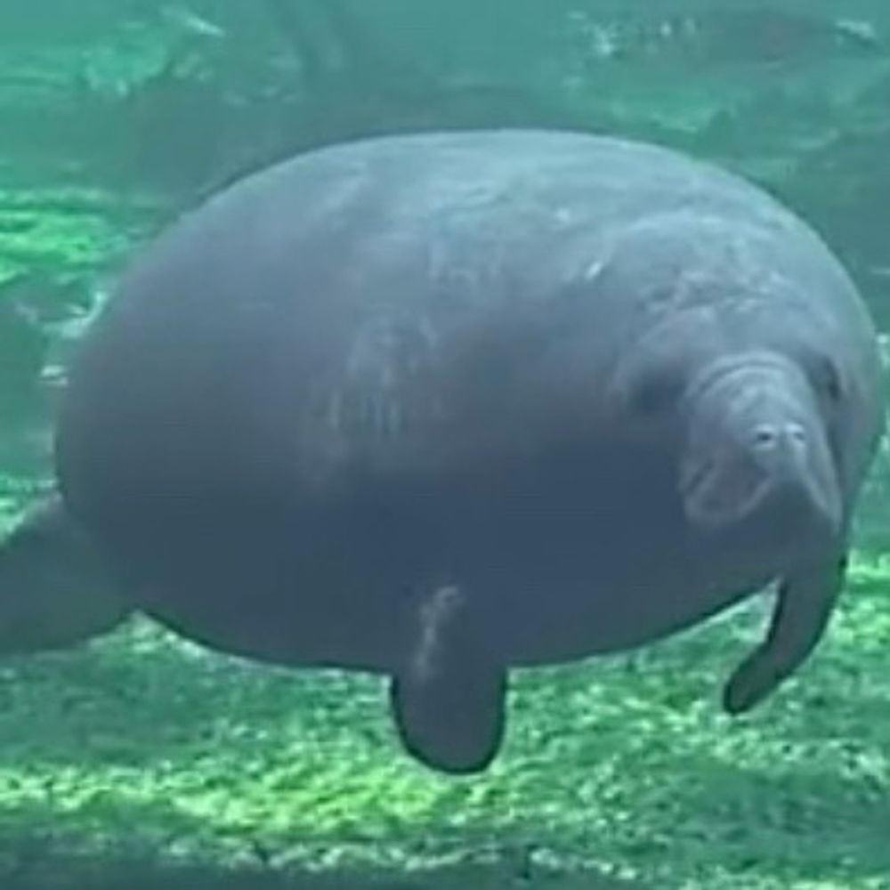 Manatee Enthusiast 