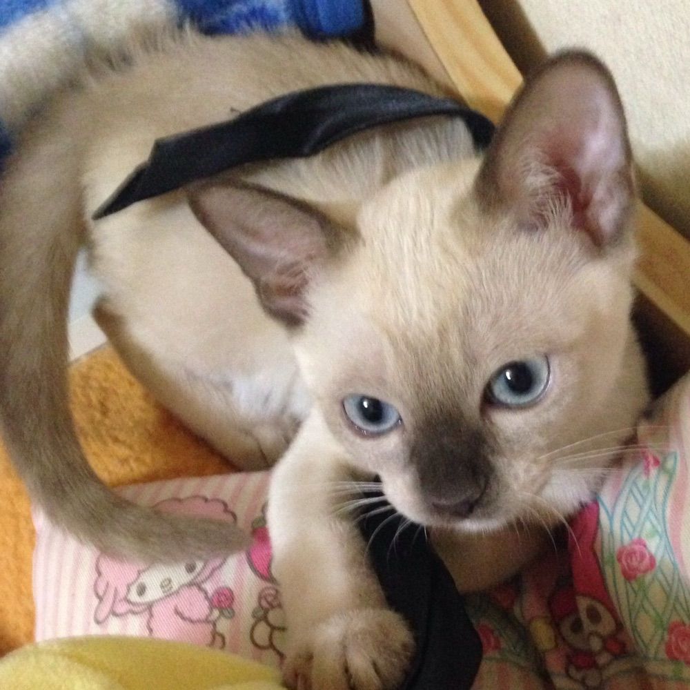 せの