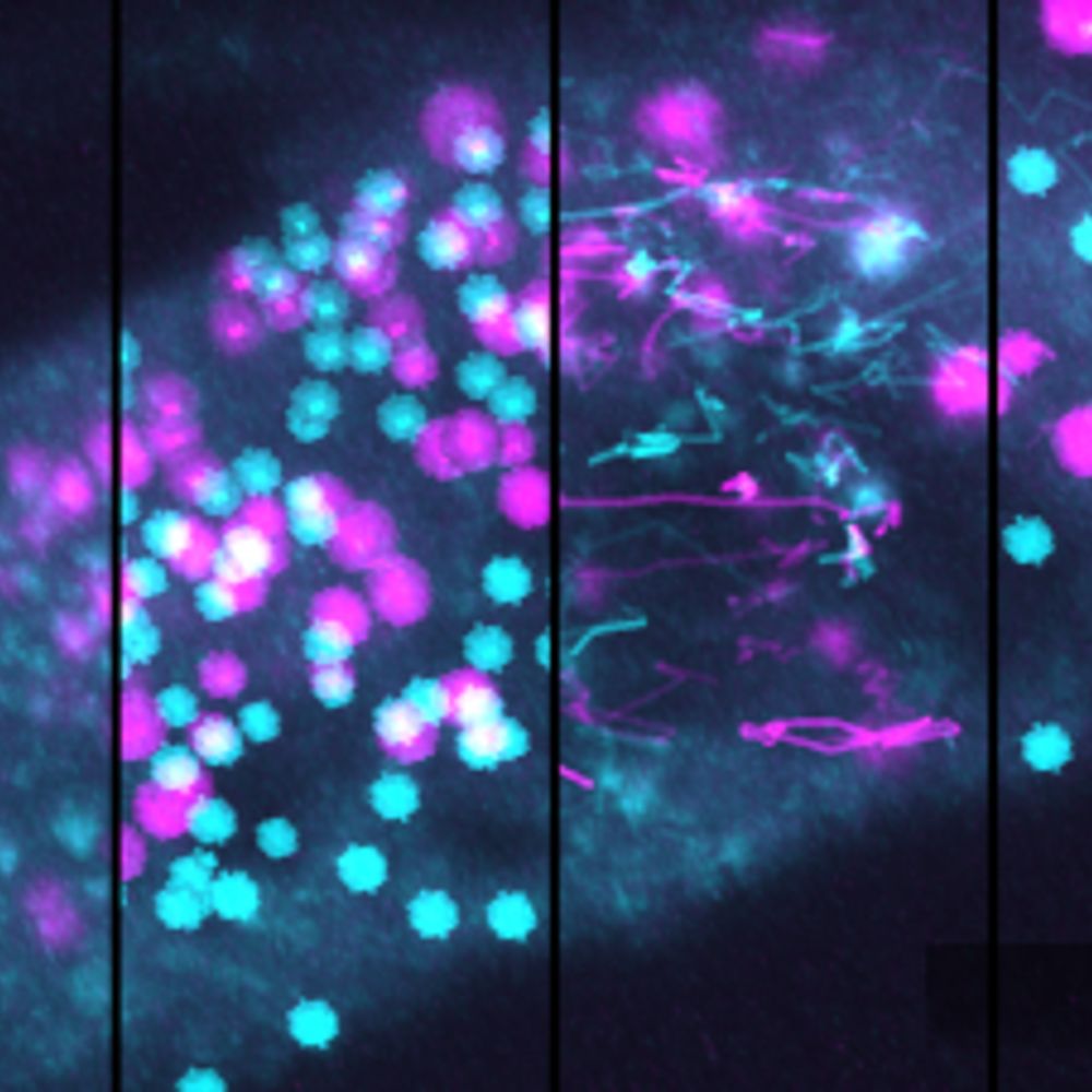 Monash BDI Advanced Bioimaging
