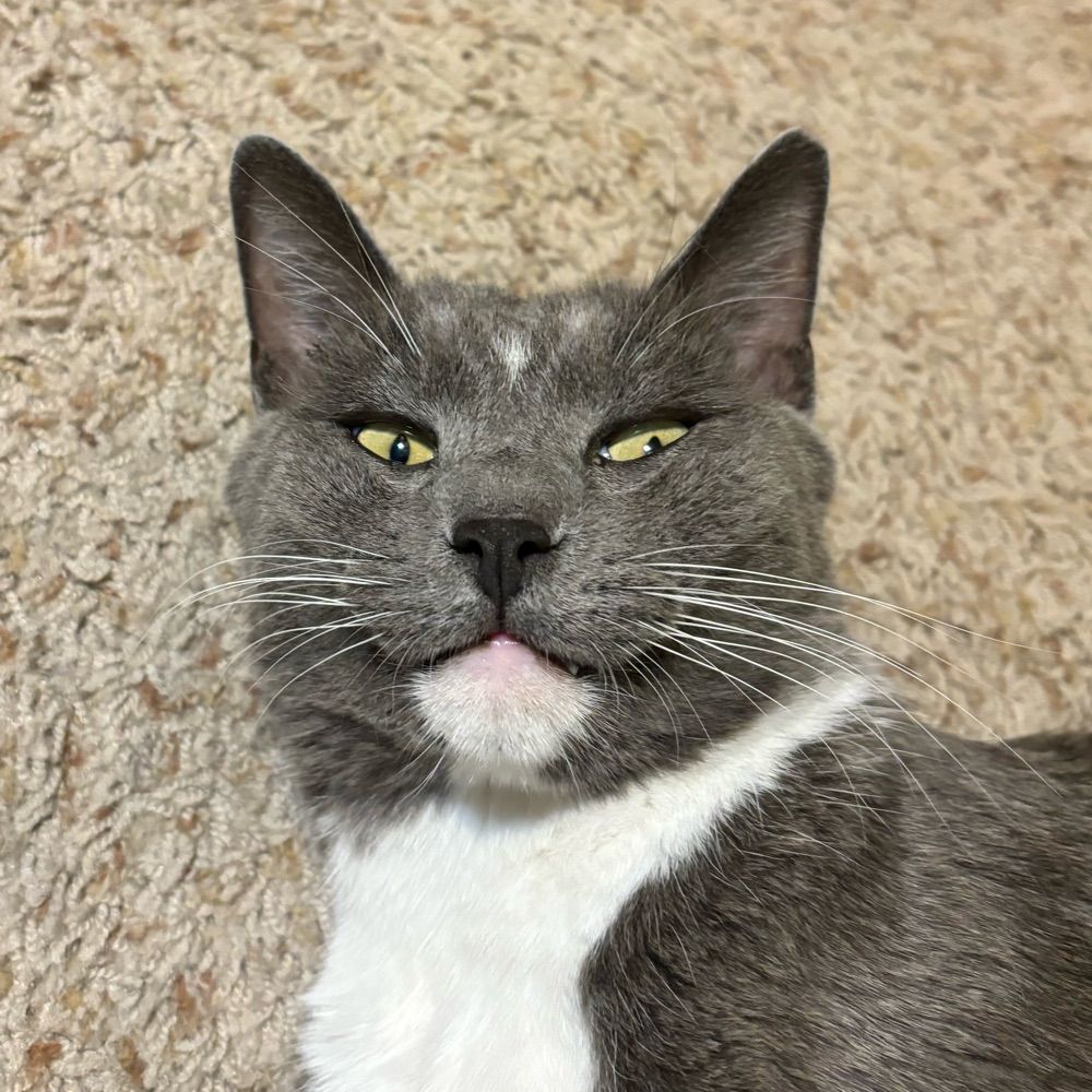 Lord Greycat the Many-named