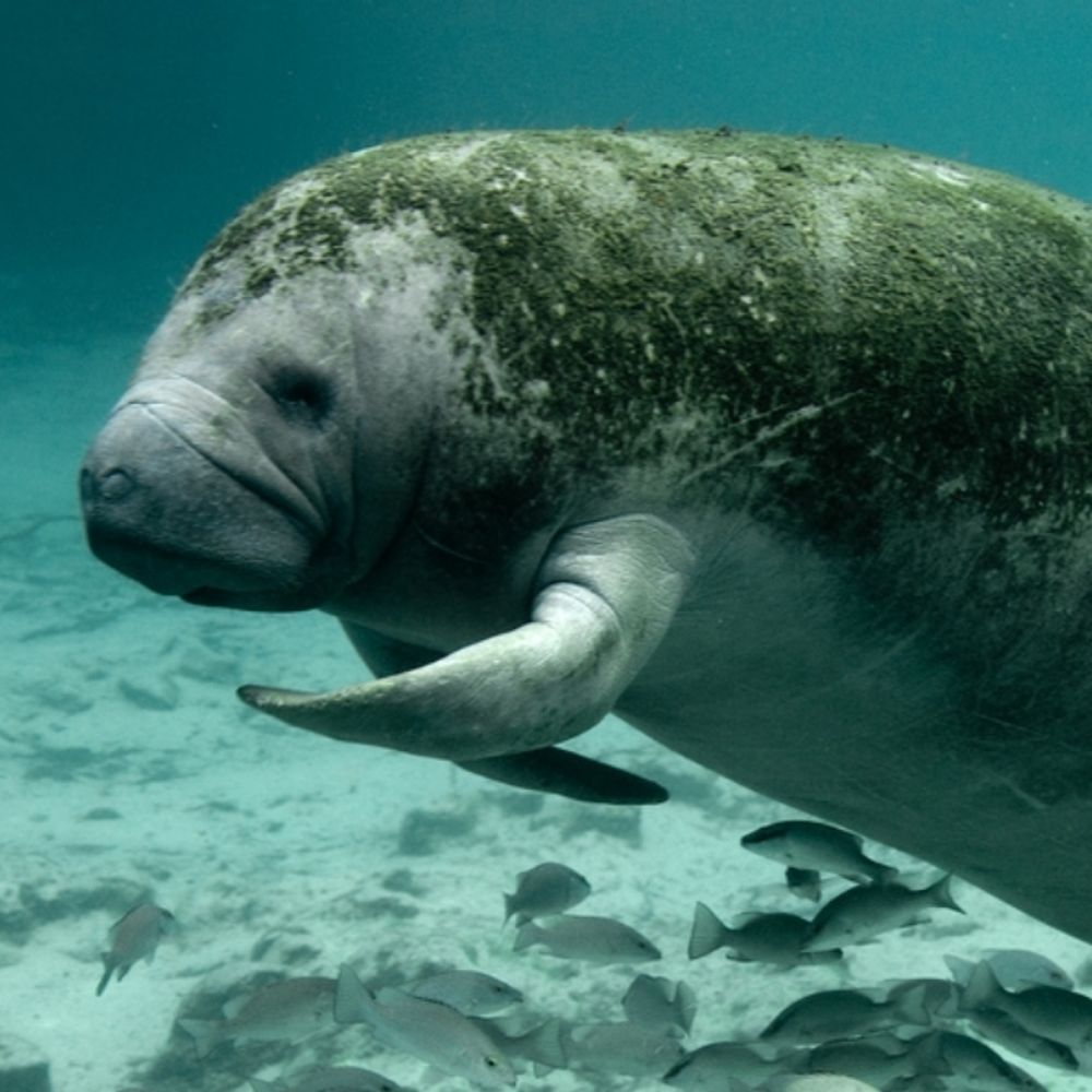 da real Q (manatee era) 's avatar