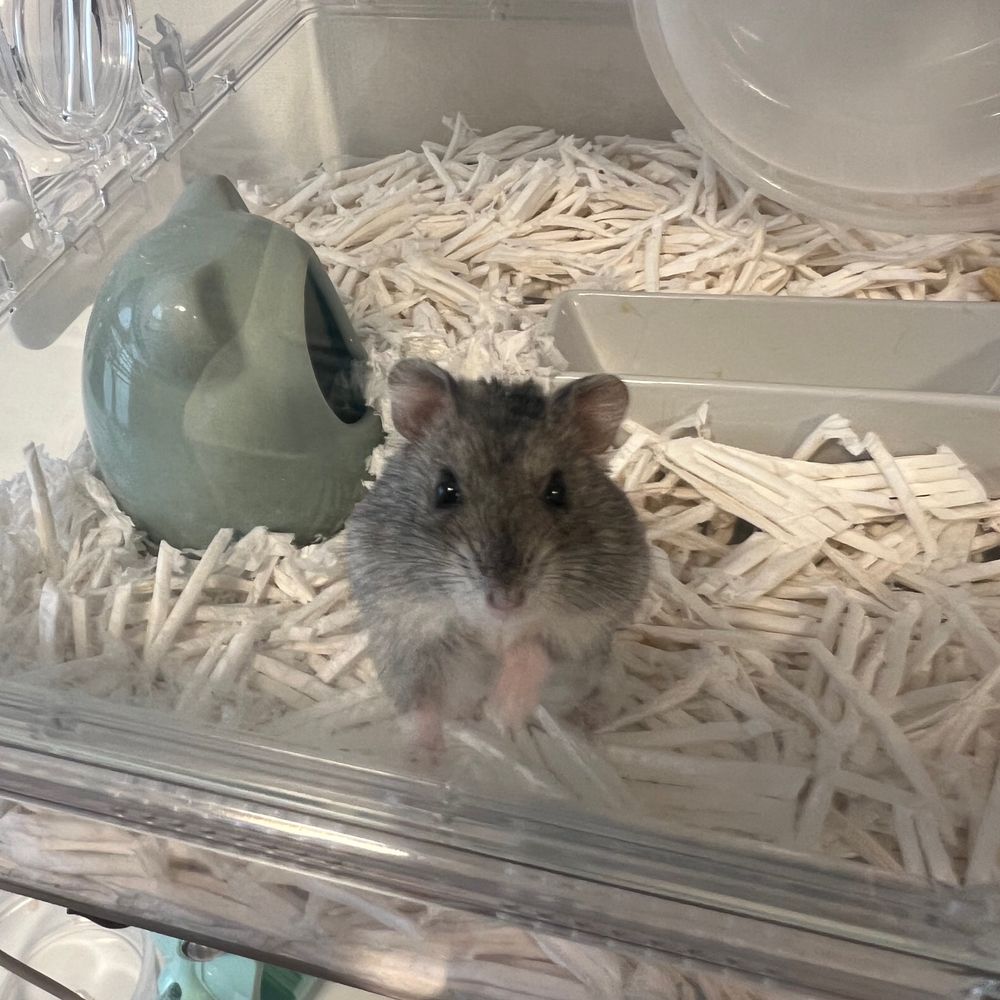 にゃにゃす