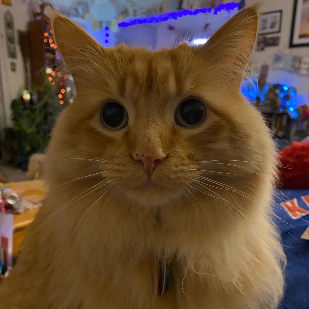 LFKitteh