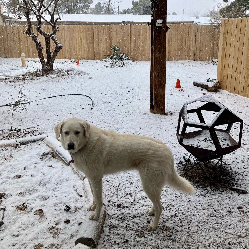 rescuemandypyr