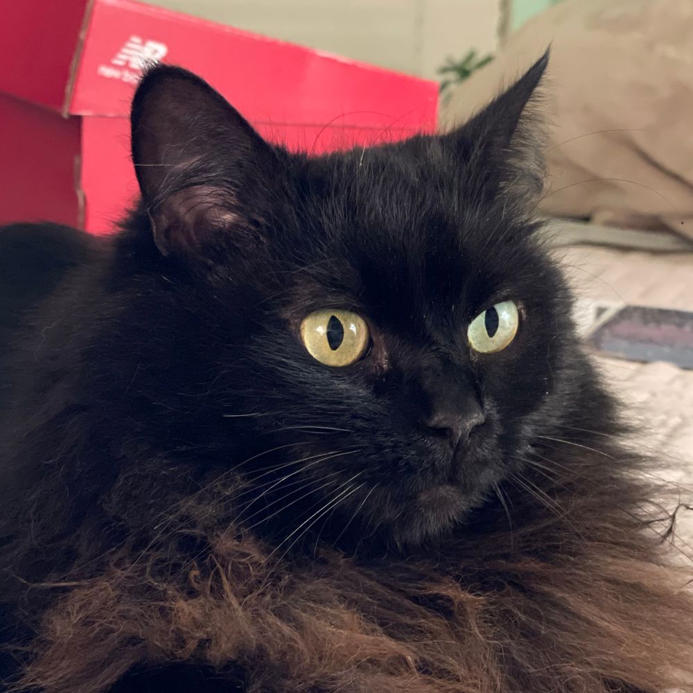 Cat ❌ 👑