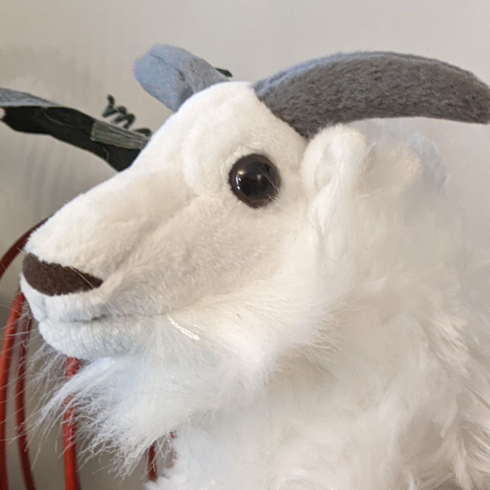 goaty🐐