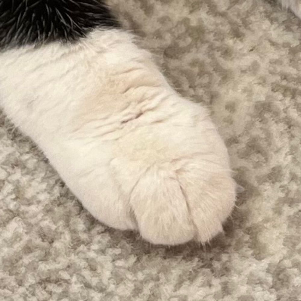 デカジャンボ猫