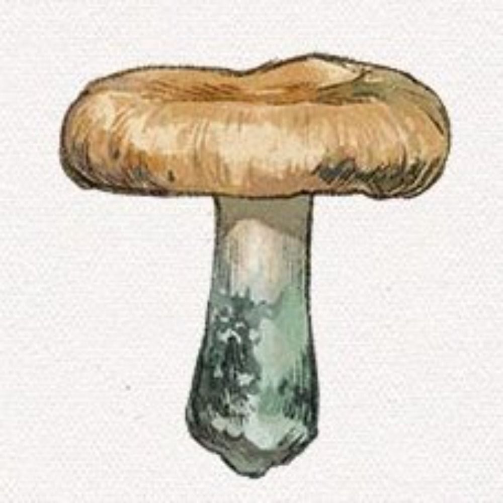 Uru