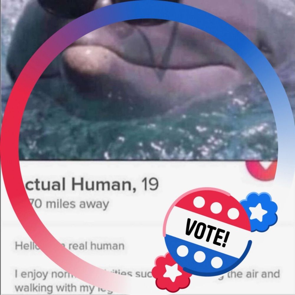 Dolphin Knows Better