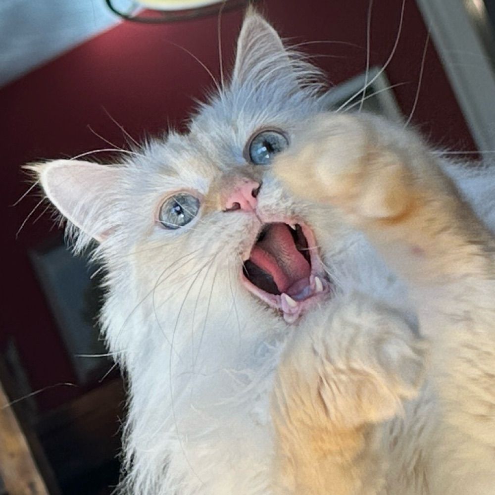 goodygoodberg