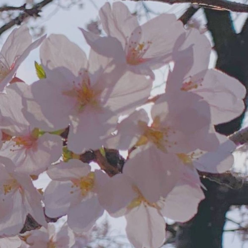 佐良あさ