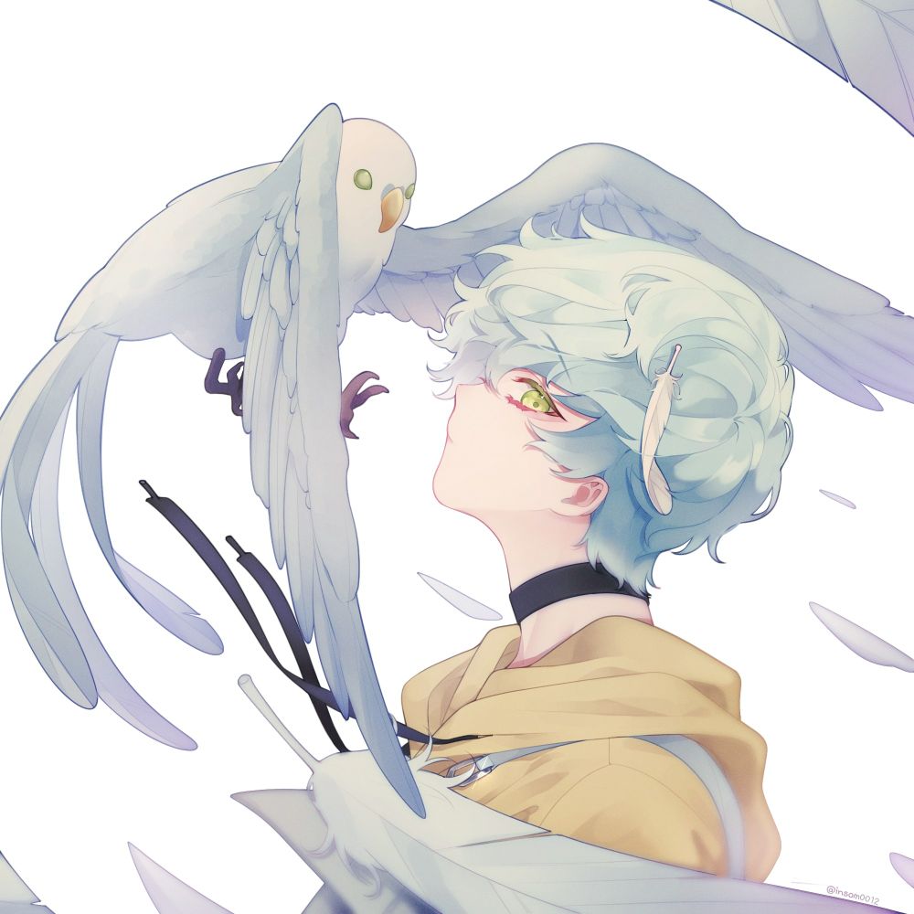 잉꼬
