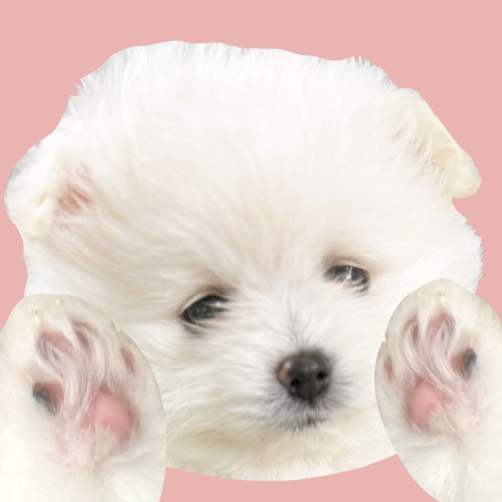 シュー＆クリム🐾ポメラニアン