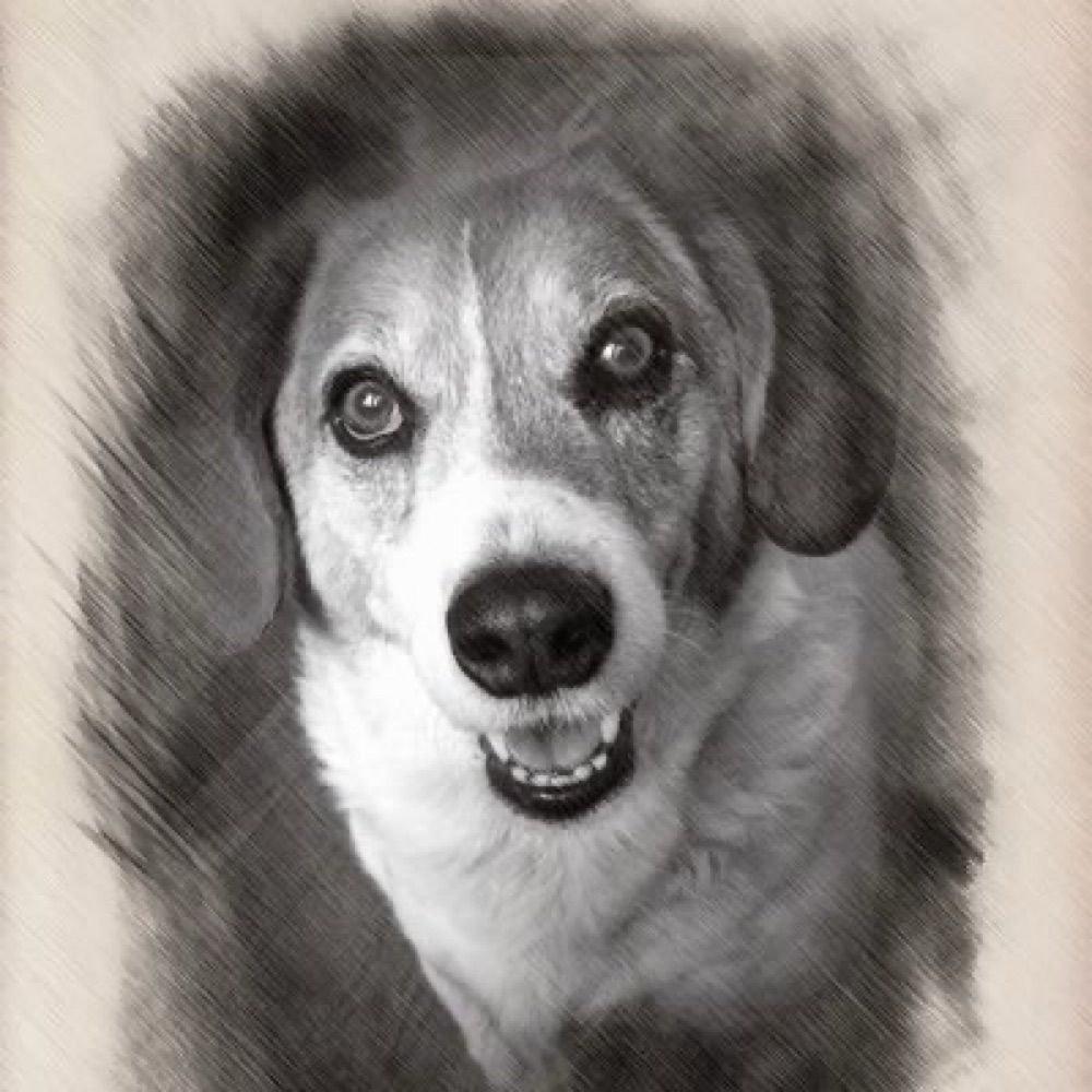 baxter bean