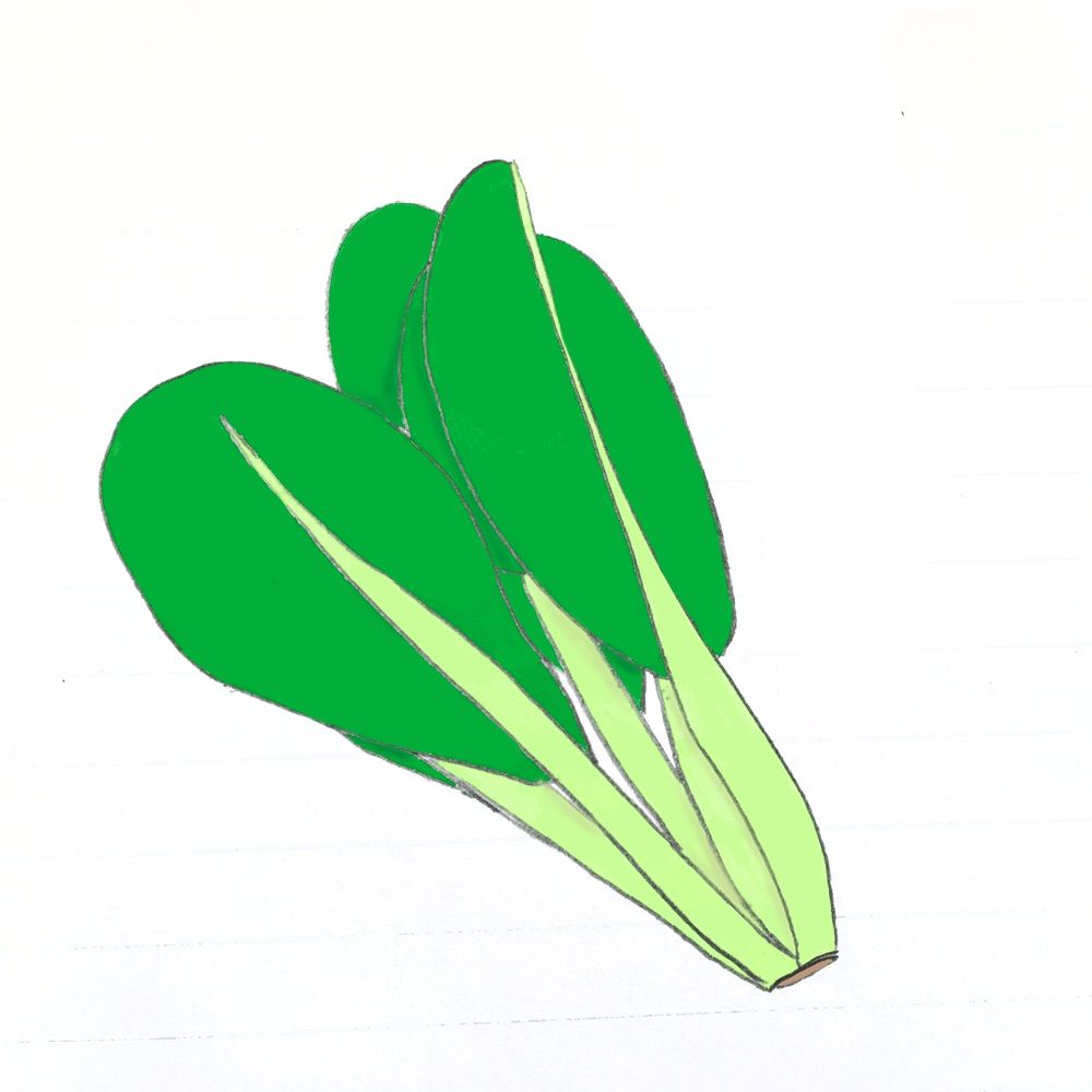 こまつな